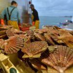 Retour de pêche : vente de coquilles saint-Jacques